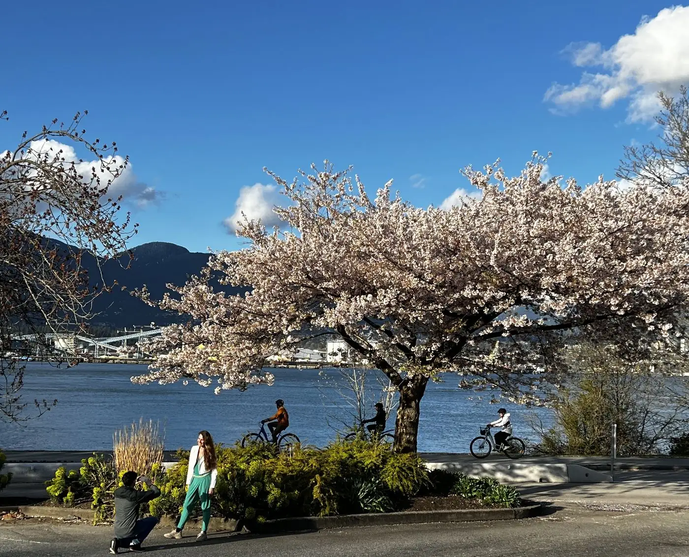 Cerejeiras floridas na orla de Vancouver durante a primavera, parada do city tour privativo