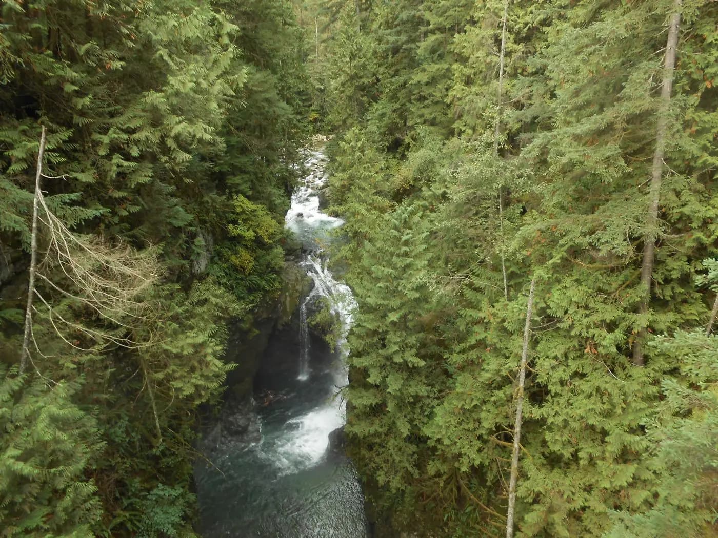 Cascada y bosque denso en Lynn Canyon, North Shore de Vancouver