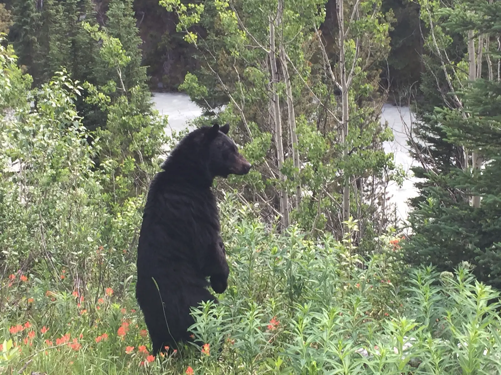 Oso negro avistado con seguridad durante un tour privado por las Montañas Rocosas