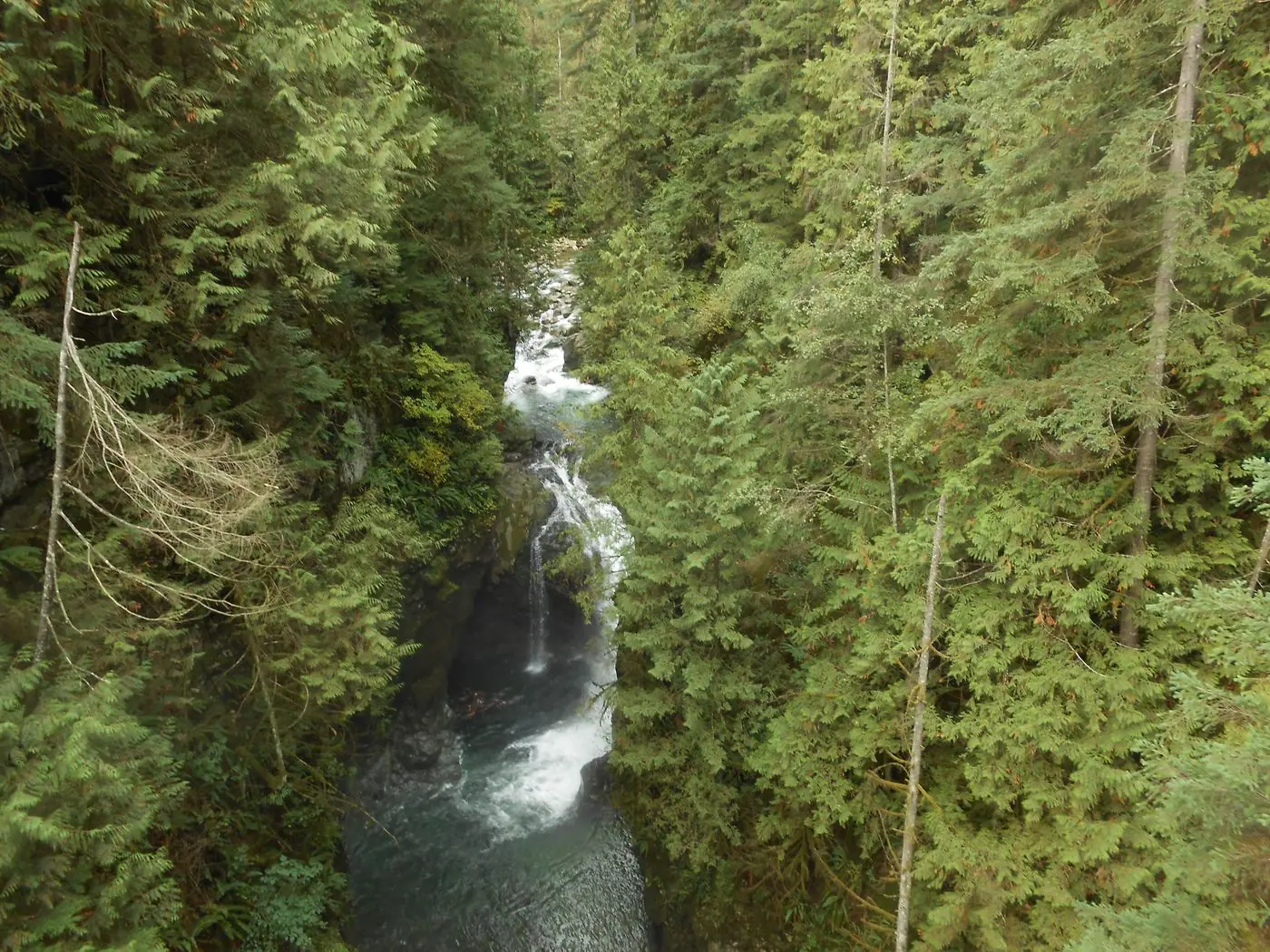 Cachoeira e floresta densa no Lynn Canyon, North Shore de Vancouver